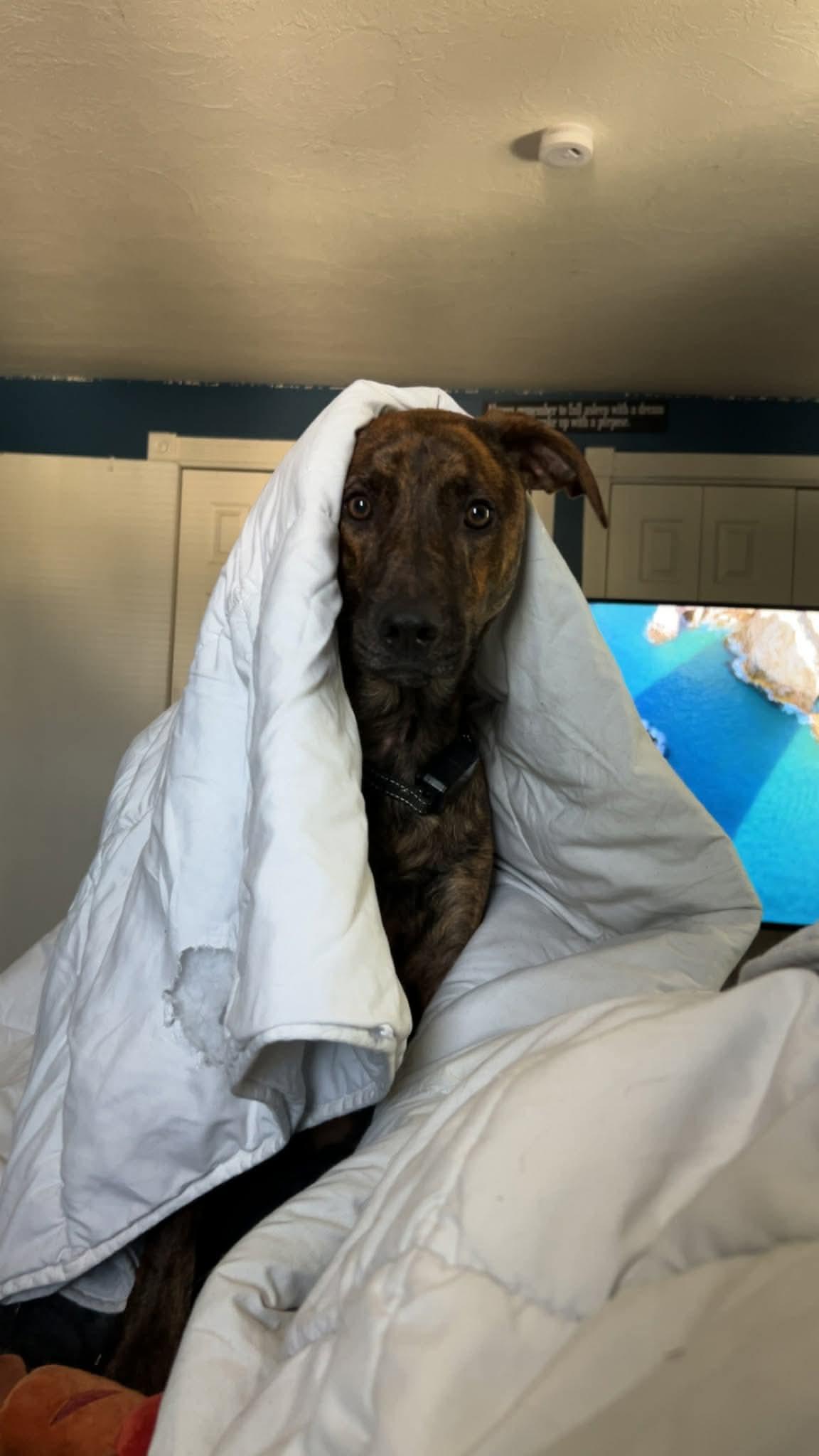Rex * Courtesy Post *, a Adoptable mixed breed in Leominster, MA image 6/6