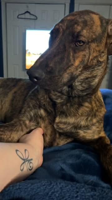 Rex * Courtesy Post *, a Adoptable mixed breed in Leominster, MA image 2/6