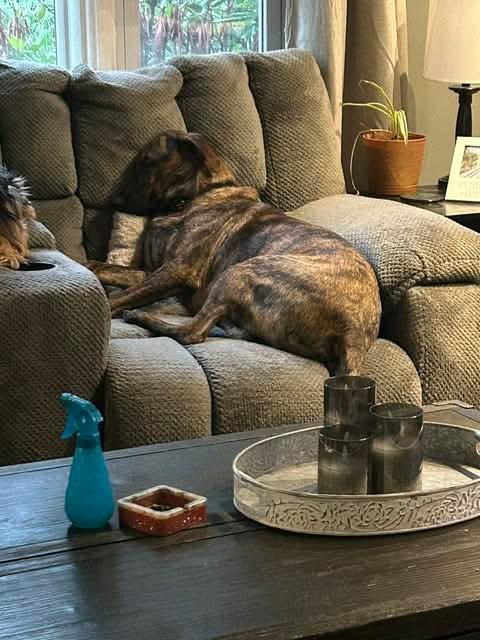 Rex * Courtesy Post *, a Adoptable mixed breed in Leominster, MA image 5/6