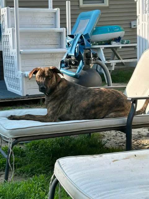Rex * Courtesy Post *, a Adoptable mixed breed in Leominster, MA image 3/6