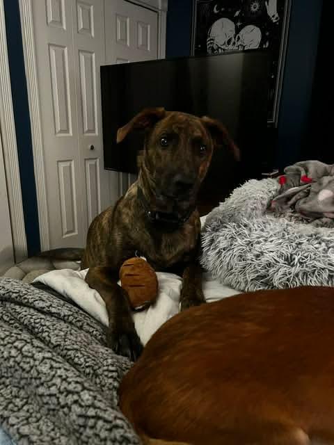 Rex * Courtesy Post *, a Adoptable mixed breed in Leominster, MA image 4/6