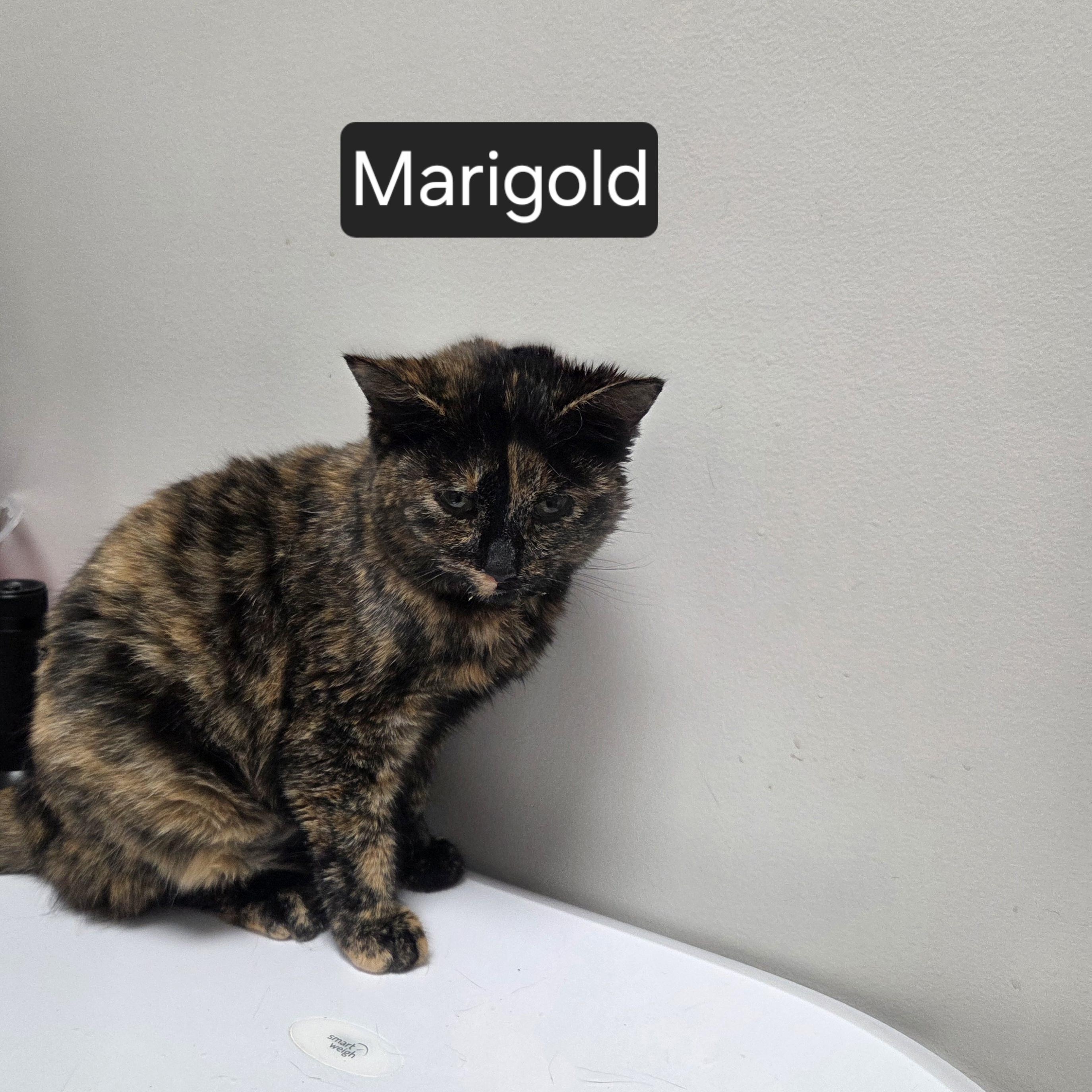 Marigold, adopted, Young Female Domestic Short Hair.