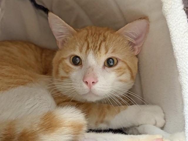 Enlarge PUPPY, a Adoptable Domestic Short Hair in Ojai, CA image 1/1