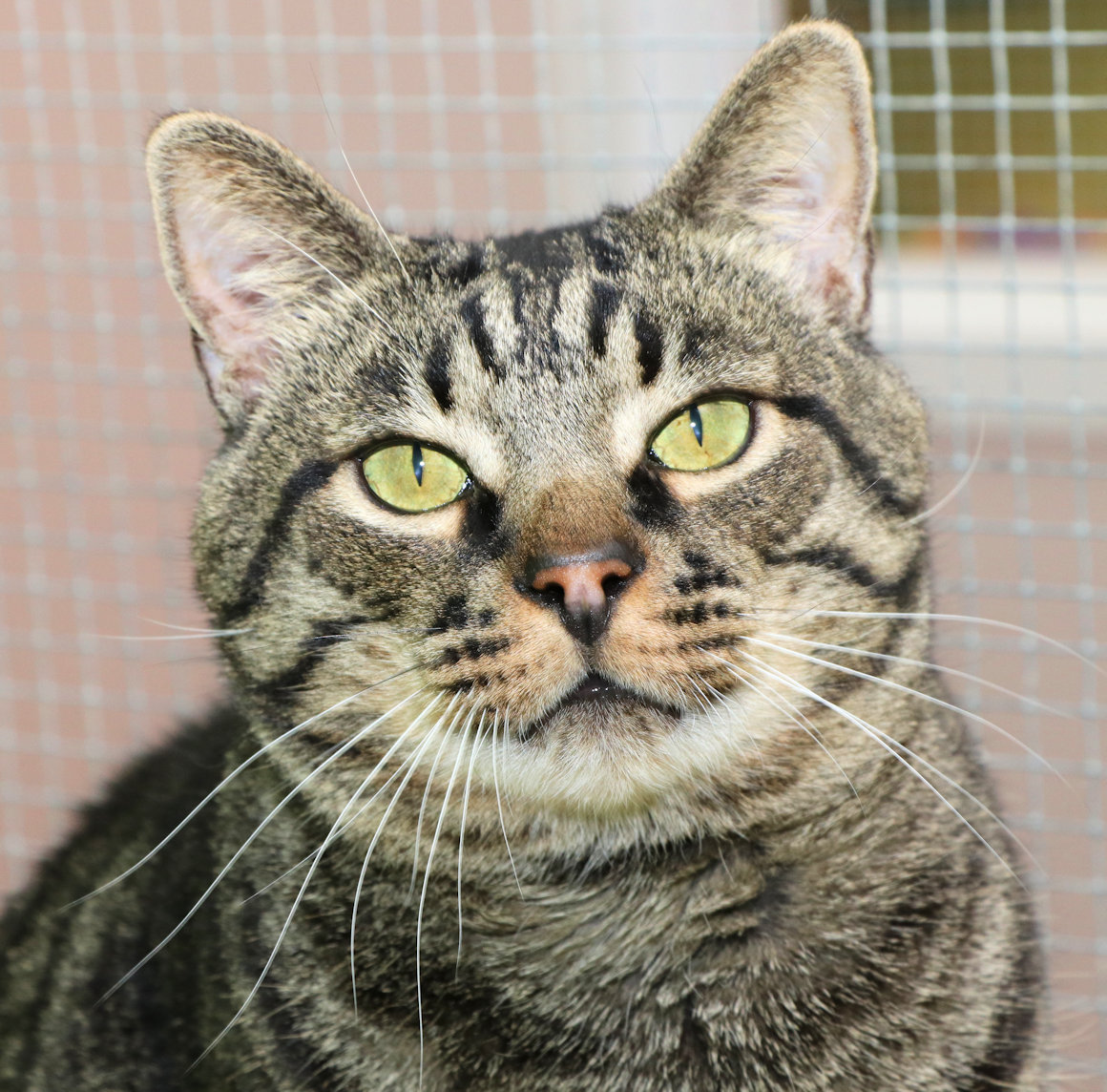 Enlarge Forrest, a Adoptable Domestic Short Hair in Cincinnati, OH image 1/3