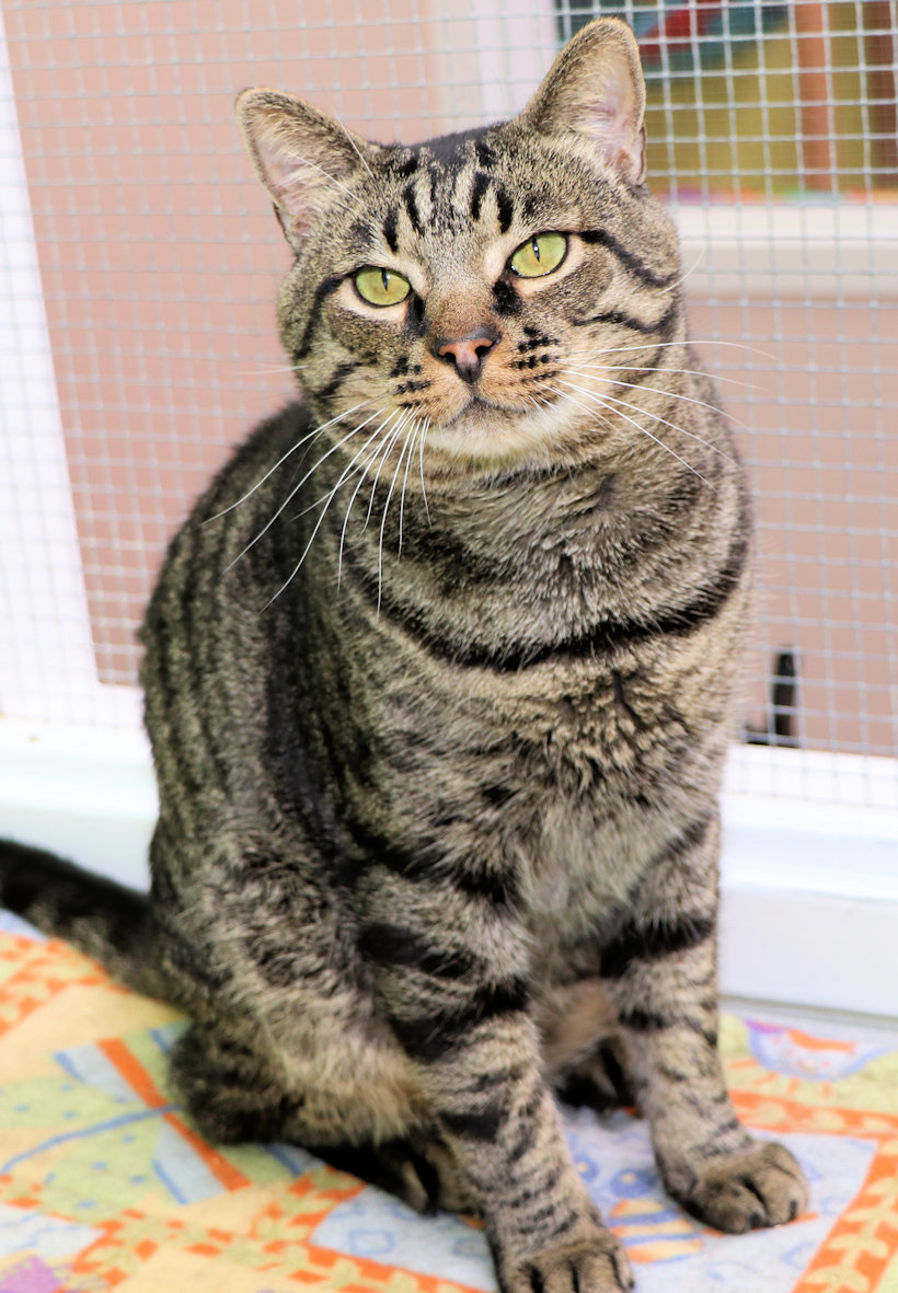 Enlarge Forrest, a Adoptable Domestic Short Hair in Cincinnati, OH image 2/3
