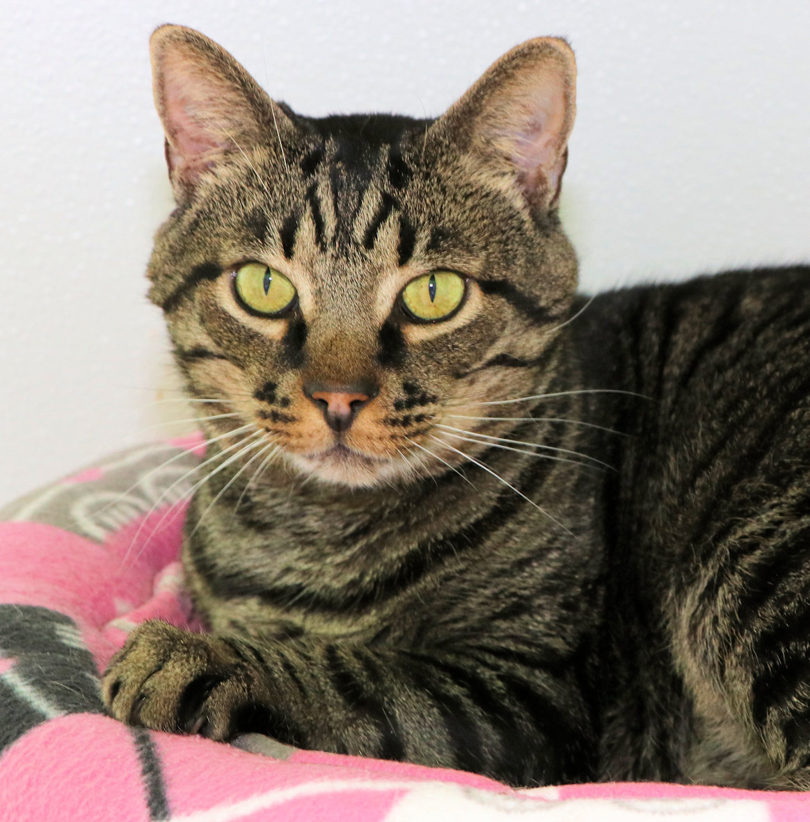 Enlarge Forrest, a Adoptable Domestic Short Hair in Cincinnati, OH image 3/3