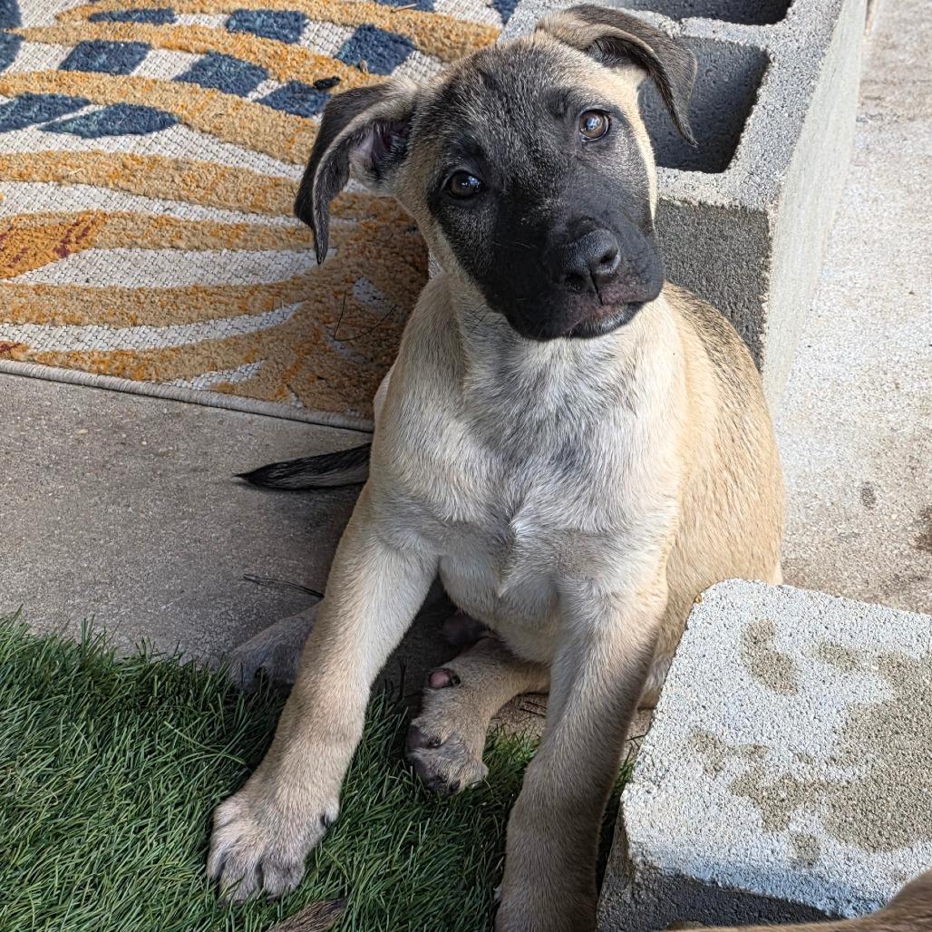 Brew DD, Baby Male Belgian Shepherd / Malinois