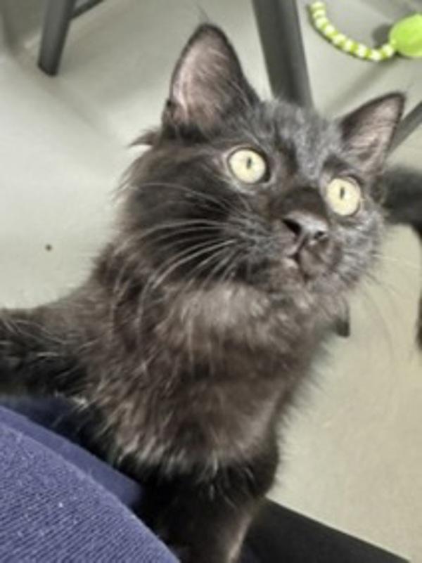 Bugle, Adoptable, Kitten Male Domestic Medium Hair.