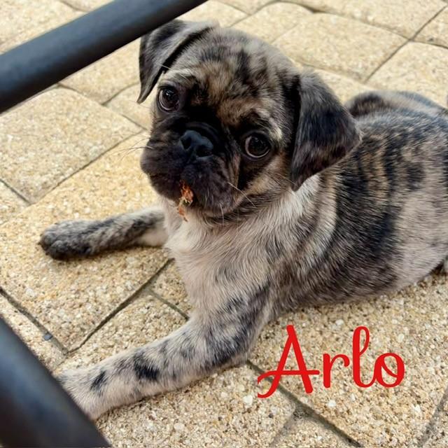 Arlo, adopted, Puppy Male Pug.