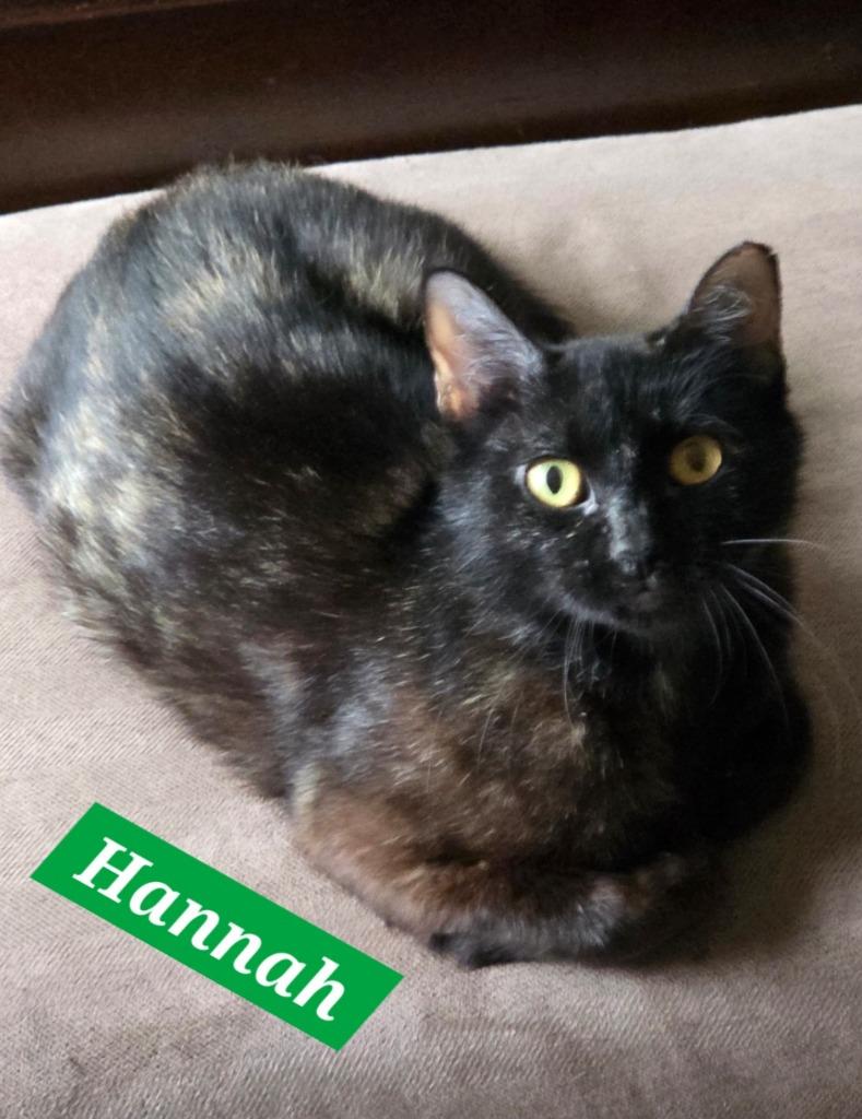 Hannah, Adoptable, Kitten Female Domestic Short Hair.