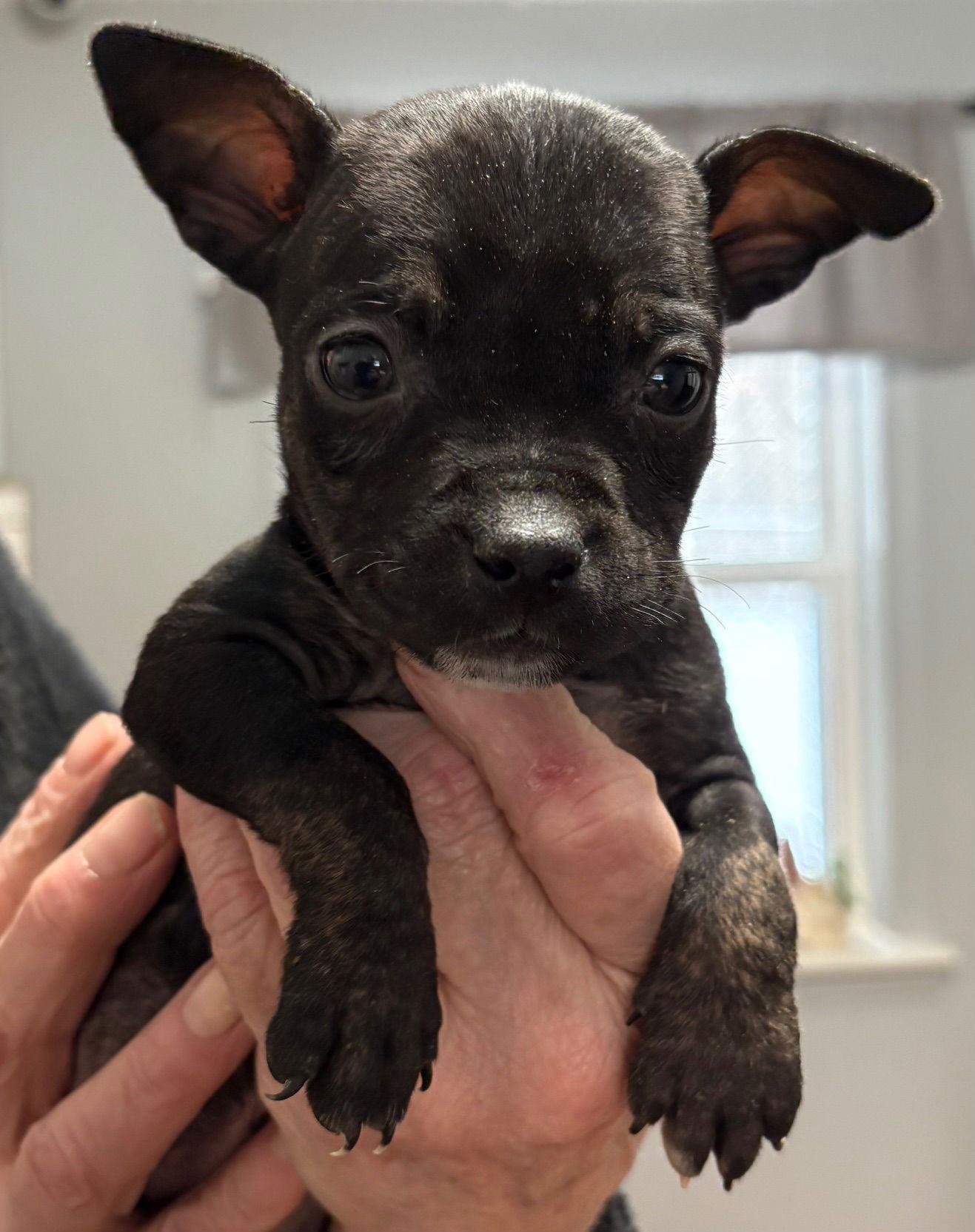 Enlarge Whitley, a Adoptable Pit Bull Terrier in Oxford, MI image 1/1