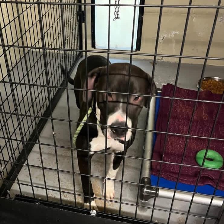 Chance, Adoptable, Adult Male Great Dane & Mixed Breed.