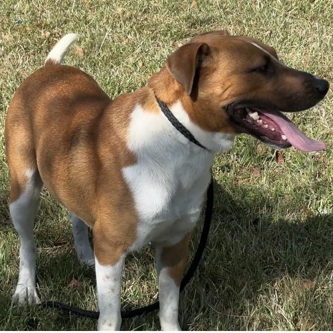 Enlarge Moe, a ADOPTABLE Hound in Orangeburg, SC image 1/1