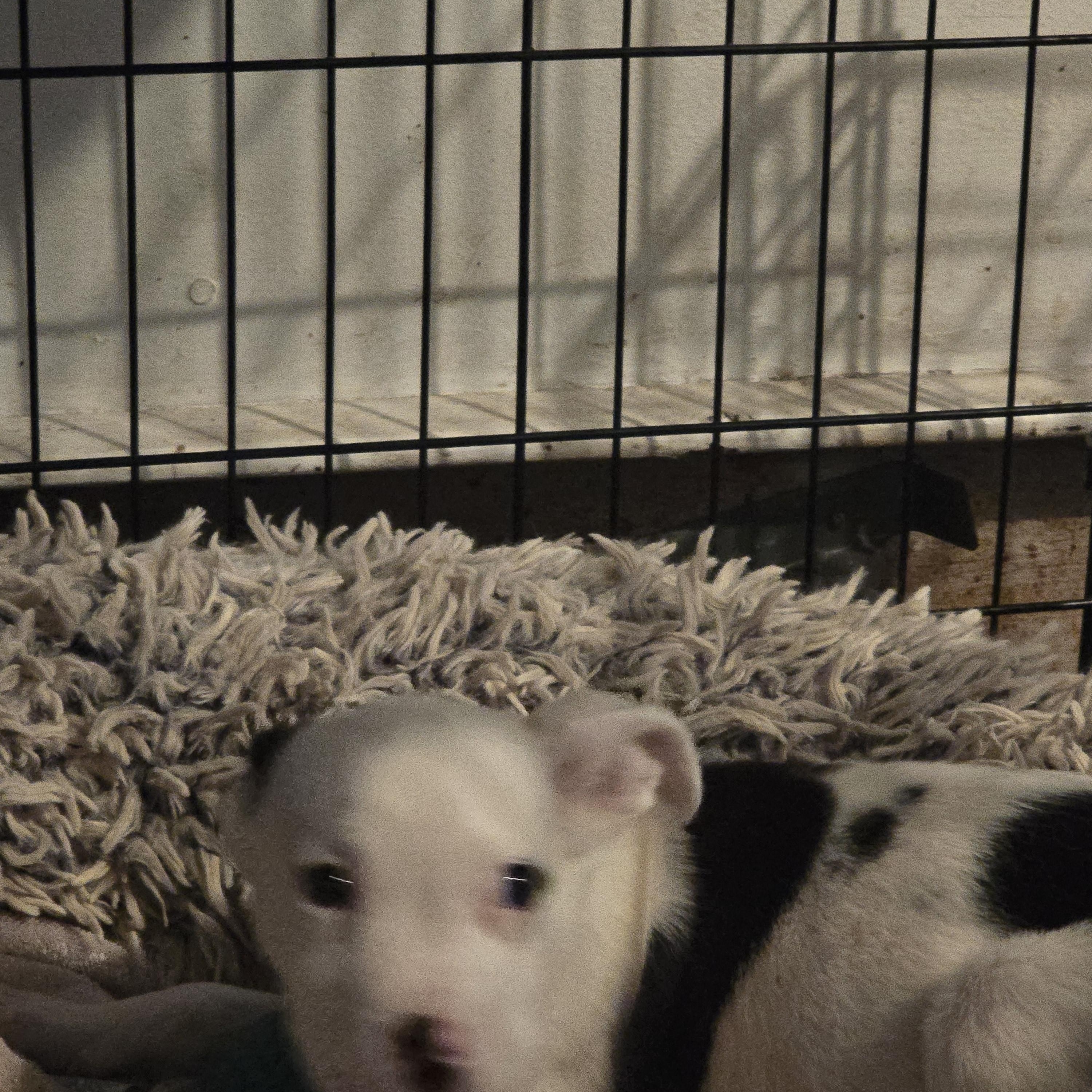 Merry, a ADOPTABLE mixed breed in Nyack, NY image 1/3