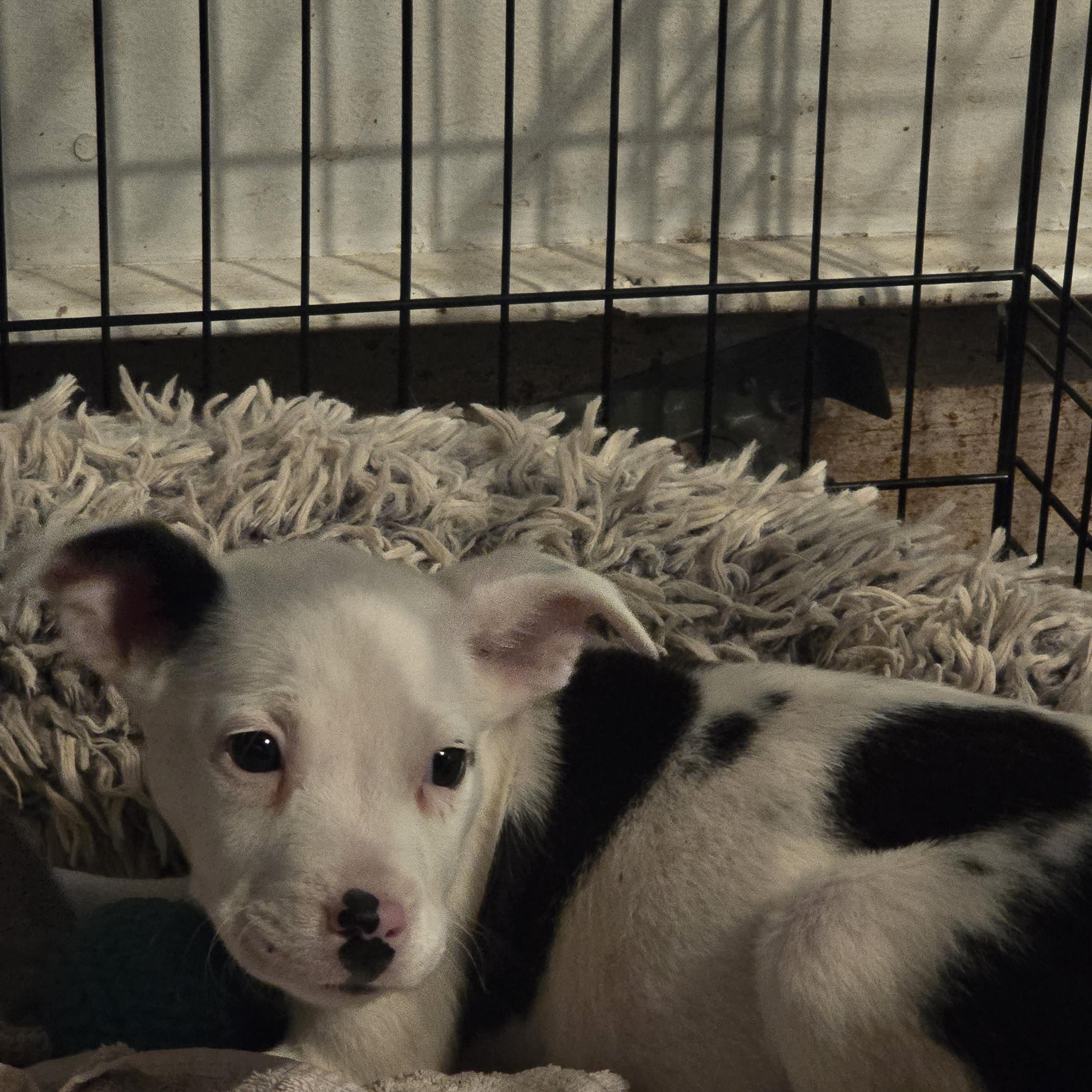 Merry, a ADOPTABLE mixed breed in Nyack, NY image 2/3