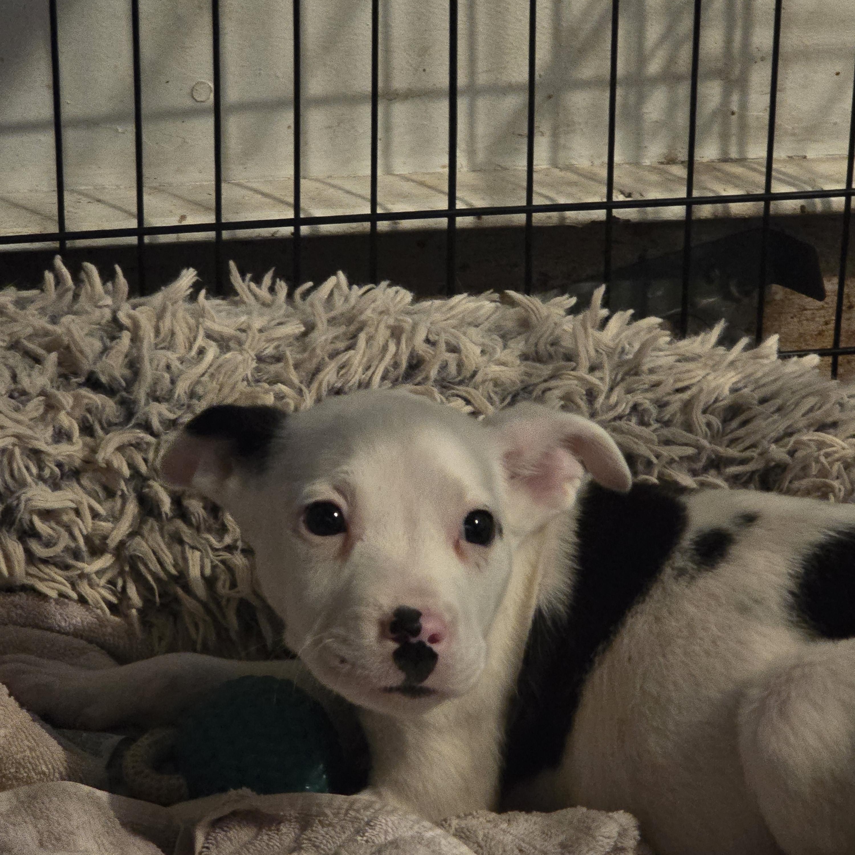 Merry, a ADOPTABLE mixed breed in Nyack, NY image 3/3