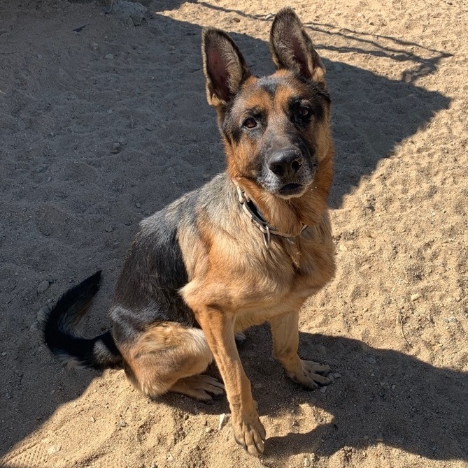 Dodger, a Adoptable German Shepherd Dog in Mojave, CA image 1/10