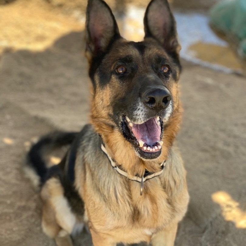 Dodger, a Adoptable German Shepherd Dog in Mojave, CA image 2/10