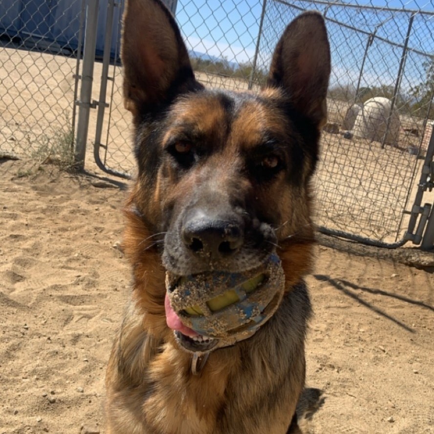 Dodger, a Adoptable German Shepherd Dog in Mojave, CA image 3/10