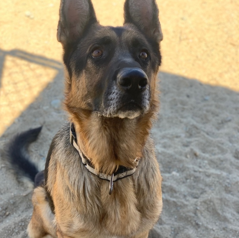 Dodger, a Adoptable German Shepherd Dog in Mojave, CA image 4/10
