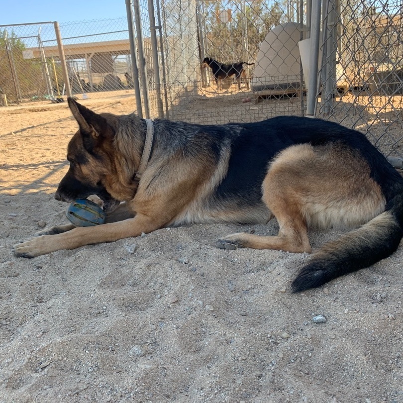 Dodger, a Adoptable German Shepherd Dog in Mojave, CA image 5/10