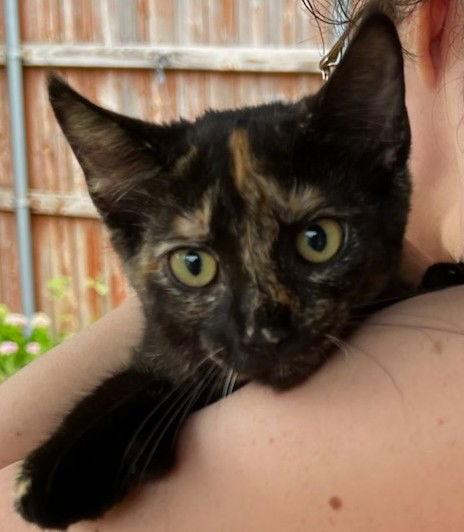 Tortellini (Polydactyl), Adopted, Young Female Tortoiseshell & Domestic Short Hair.
