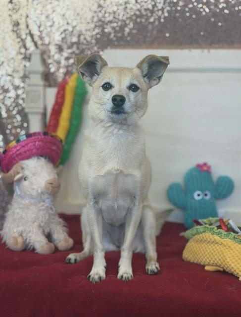Enlarge WILLOW, a Adoptable mixed breed in Fairfield, CA image 1/1