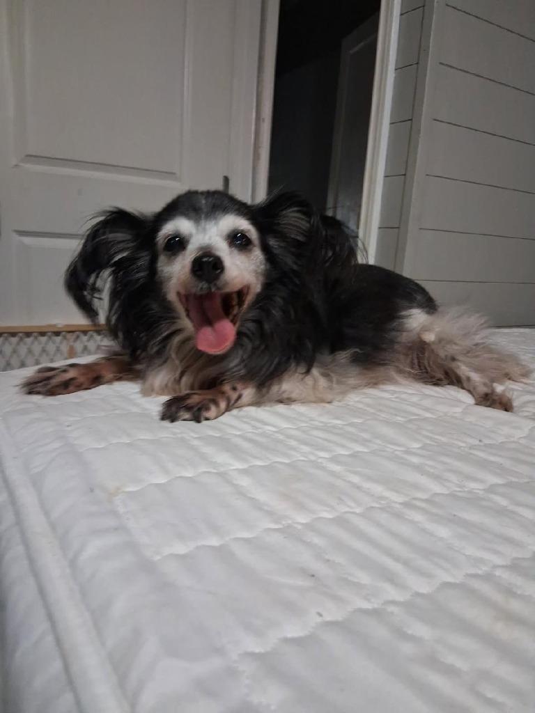 Minnie, a Adoptable Yorkshire Terrier in Bryan, TX image 2/6