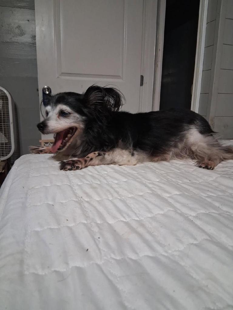 Minnie, a Adoptable Yorkshire Terrier in Bryan, TX image 3/6