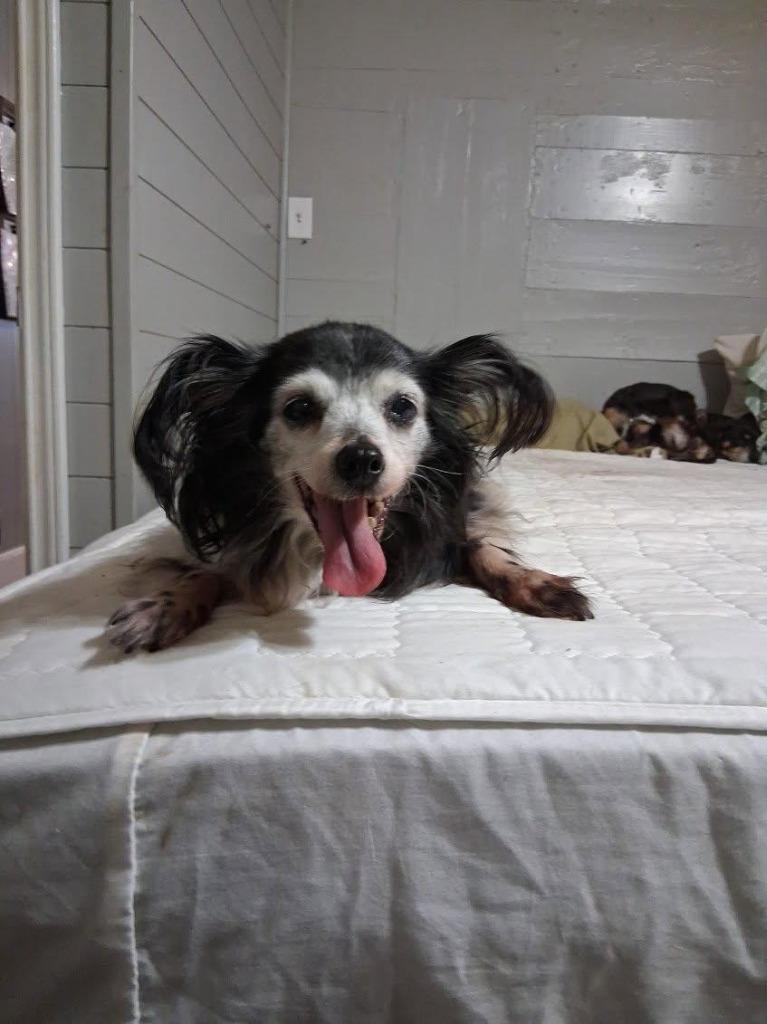 Minnie, a Adoptable Yorkshire Terrier in Bryan, TX image 4/6