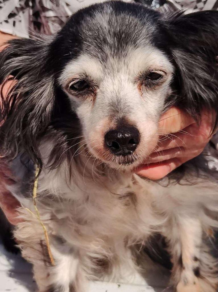 Minnie, a Adoptable Yorkshire Terrier in Bryan, TX image 5/6
