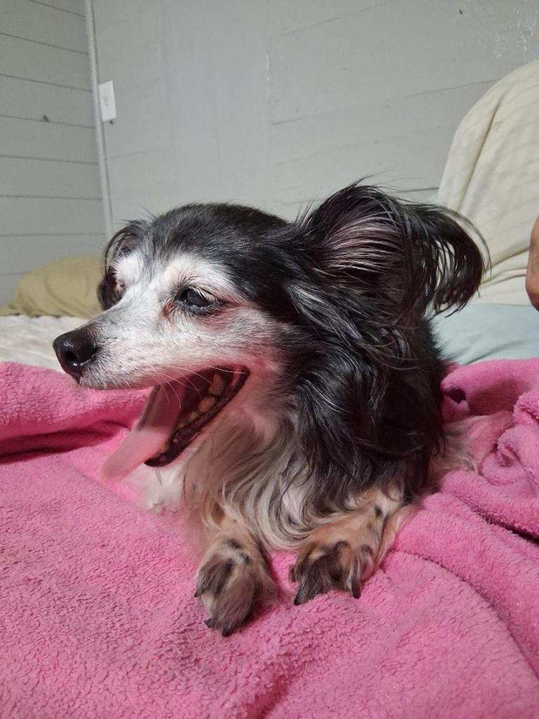 Minnie, a Adoptable Yorkshire Terrier in Bryan, TX image 6/6