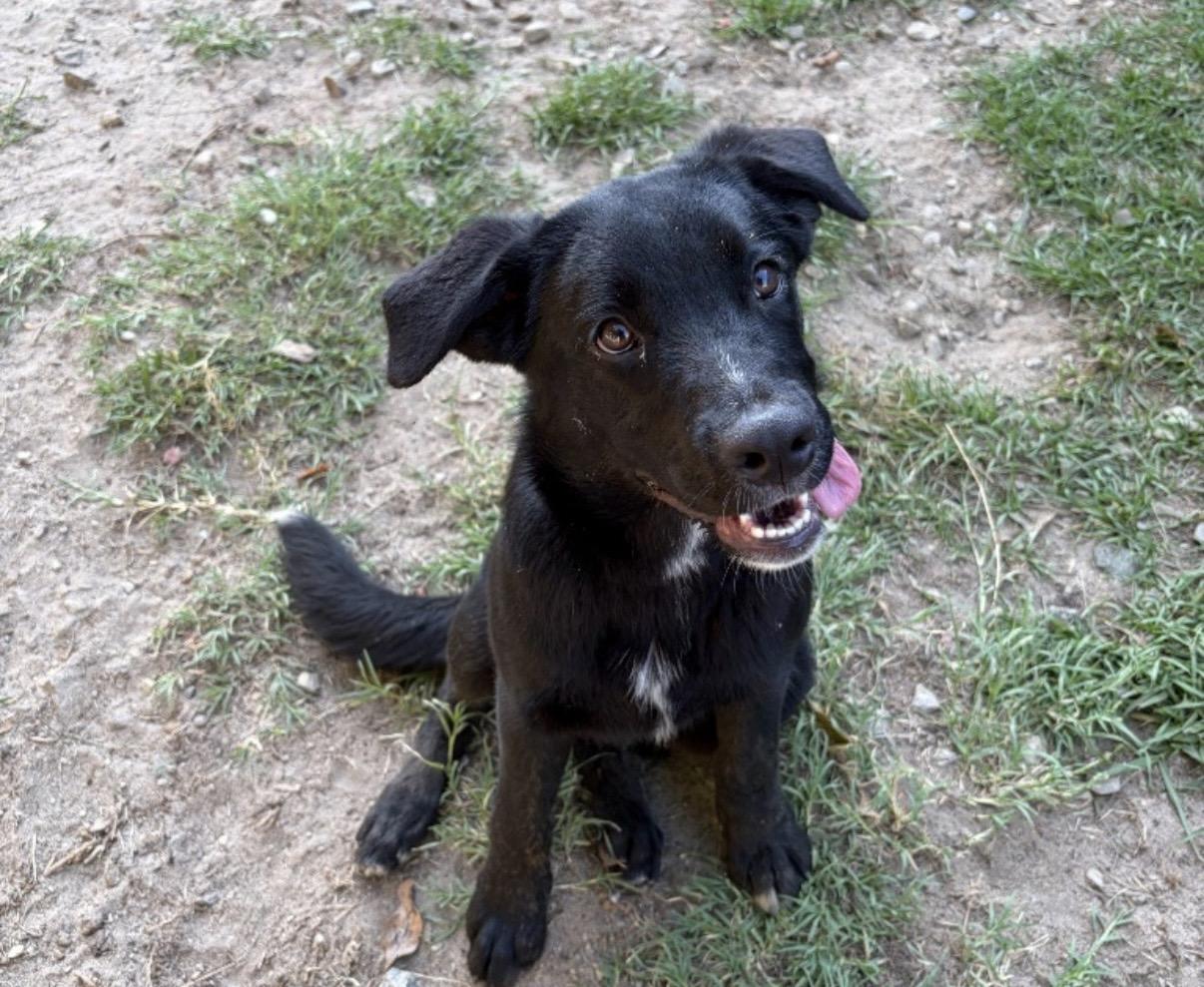 Caitlyn Clark, ADOPTABLE, Puppy Female Australian Shepherd & German Shepherd Dog.