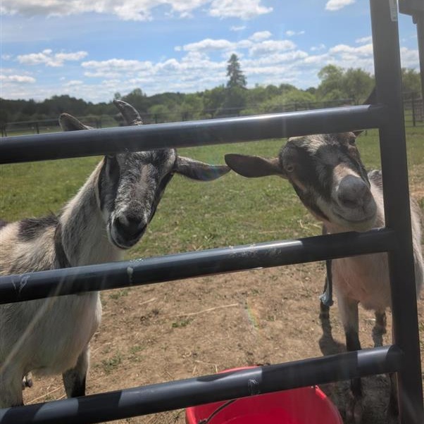 Enlarge June and July, a Adoptable Goat in Cooperstown, NY image 4/6