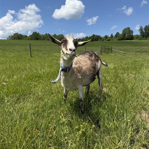 Enlarge June and July, a Adoptable Goat in Cooperstown, NY image 6/6