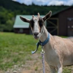 Enlarge June and July, a Adoptable Goat in Cooperstown, NY image 2/6