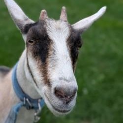 Enlarge June and July, a Adoptable Goat in Cooperstown, NY image 5/6
