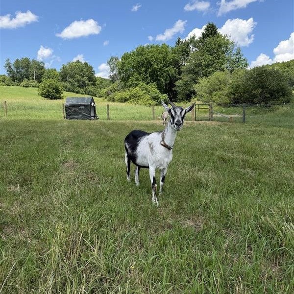 Enlarge June and July, a Adoptable Goat in Cooperstown, NY image 3/6
