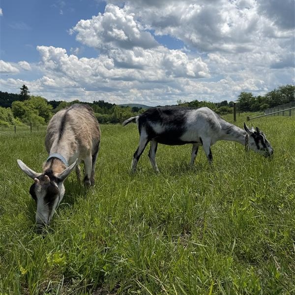 June and July, Adoptable, Senior Female Goat.