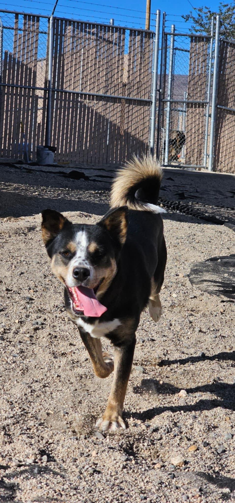 Enlarge Kai, a Adoptable mixed breed in Silver Springs, NV image 1/1