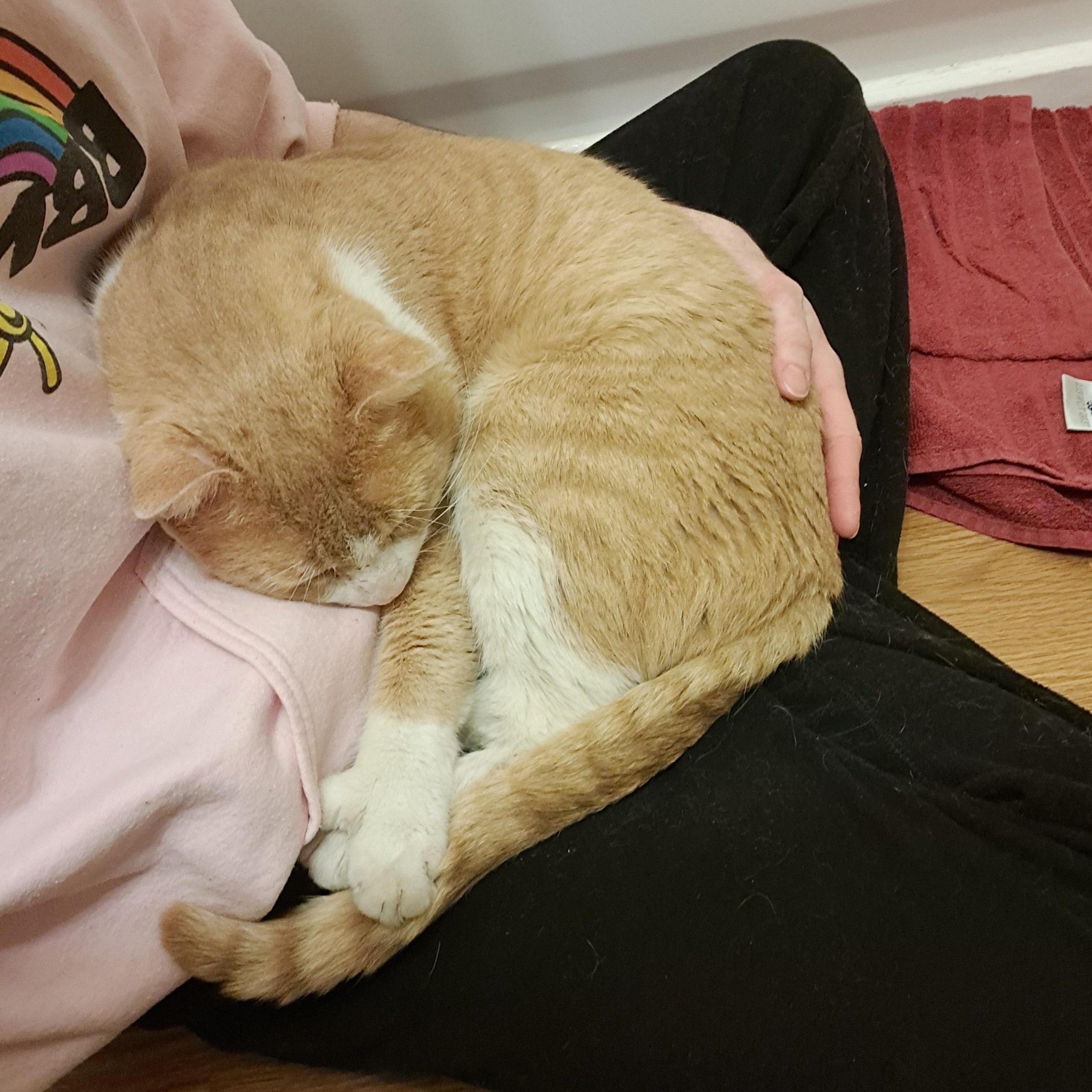 TimTom, a ADOPTABLE Extra-Toes Cat / Hemingway Polydactyl in Sterling Heights, MI image 2/3