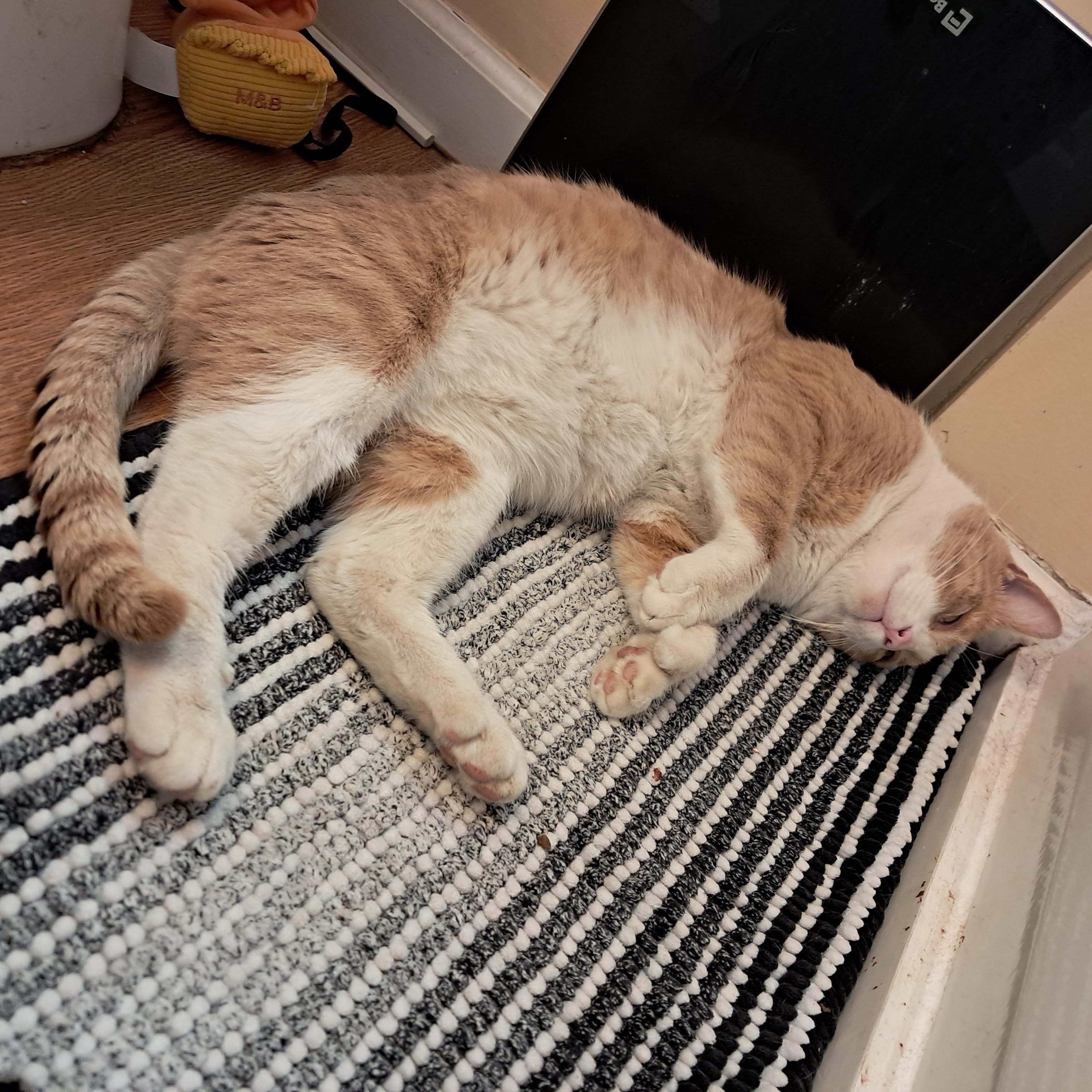 TimTom, a ADOPTABLE Extra-Toes Cat / Hemingway Polydactyl in Sterling Heights, MI image 3/3