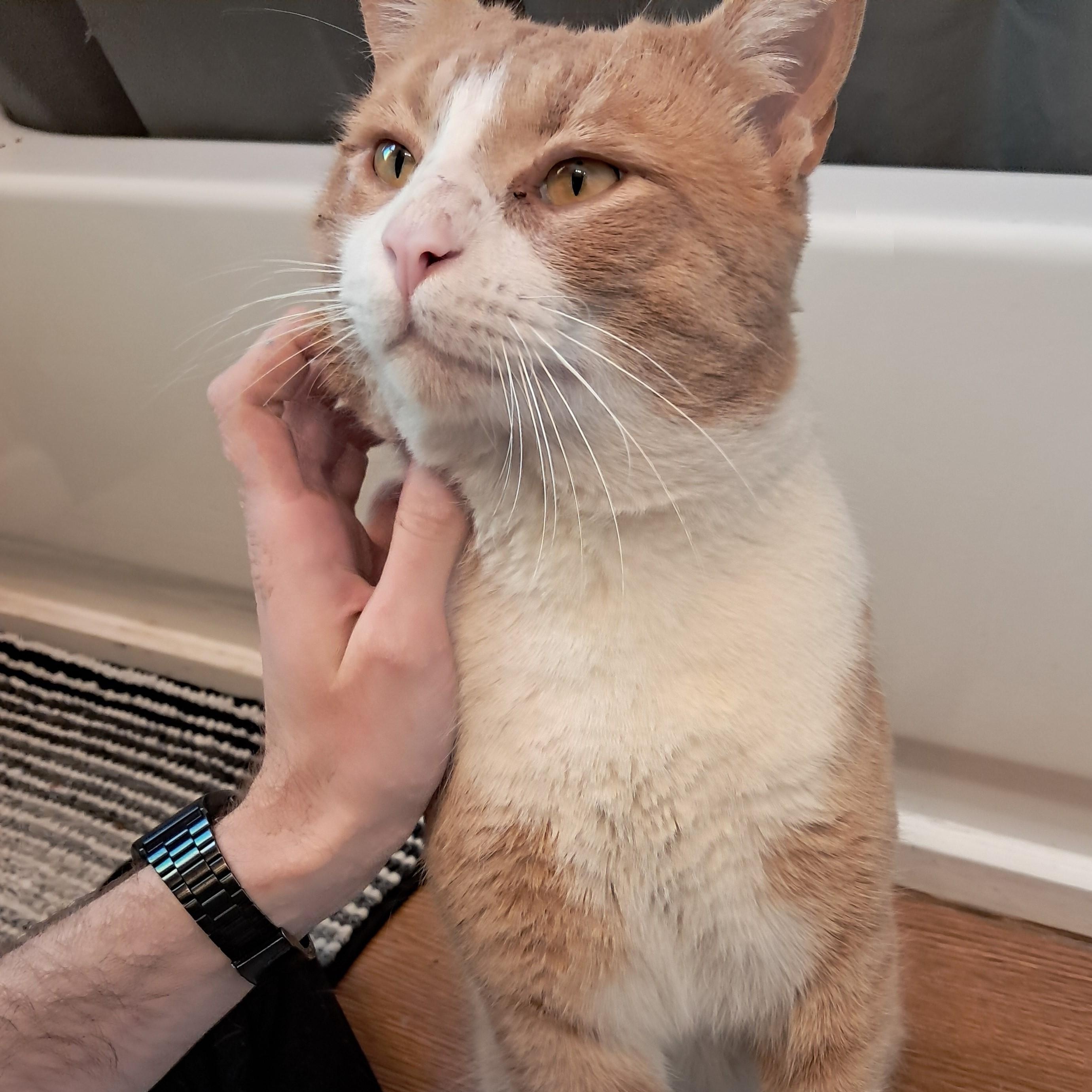 TimTom, a ADOPTABLE Extra-Toes Cat / Hemingway Polydactyl in Sterling Heights, MI image 1/3