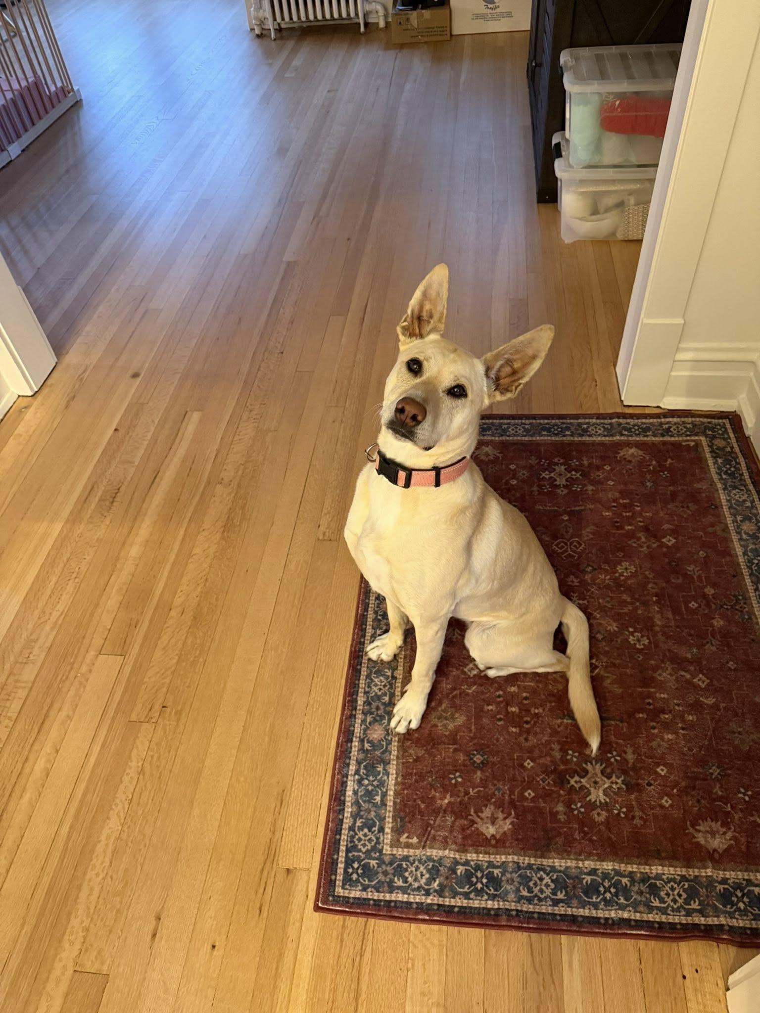Enlarge Sigrit 4 year old Female Carolina Dog - Microchipped, up to date on shots, house trained, a Adoptable Carolina Dog in St Louis, MO image 2/6