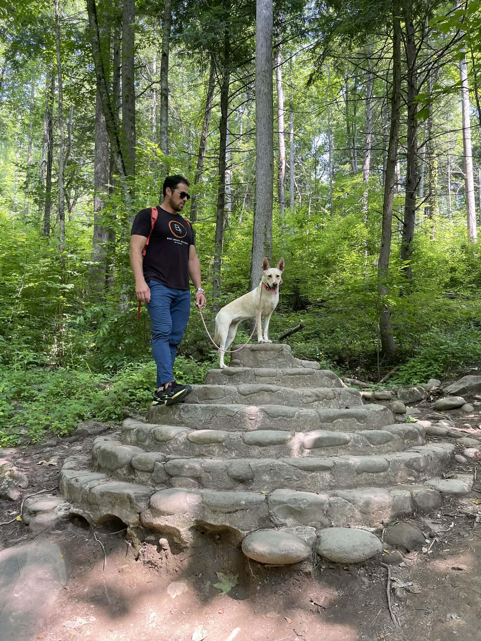 Enlarge Sigrit 4 year old Female Carolina Dog - Microchipped, up to date on shots, house trained, a Adoptable Carolina Dog in St Louis, MO image 5/6