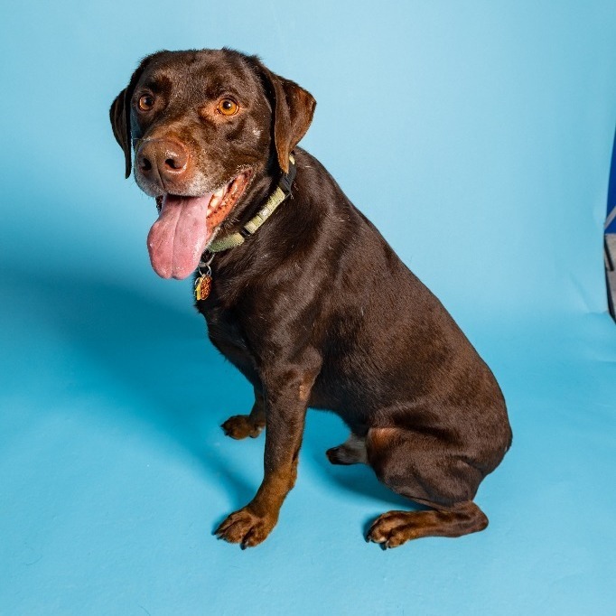 Negan, an adoptable Labrador Retriever in Tyler, TX, 75713 | Photo Image 4