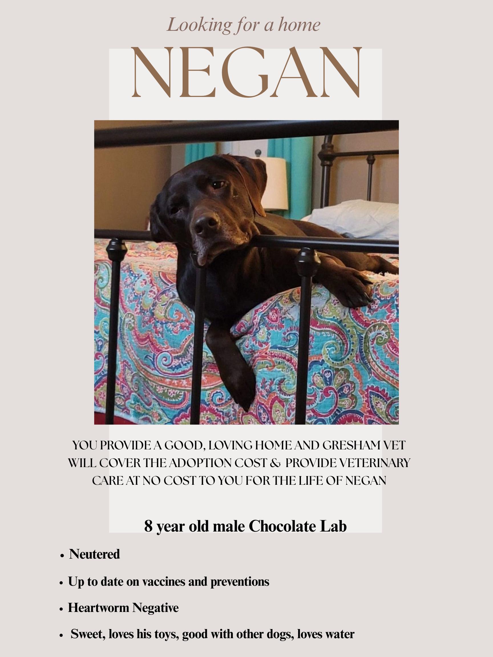 Enlarge Negan, a Adoptable mixed breed in Tyler, TX image 6/6