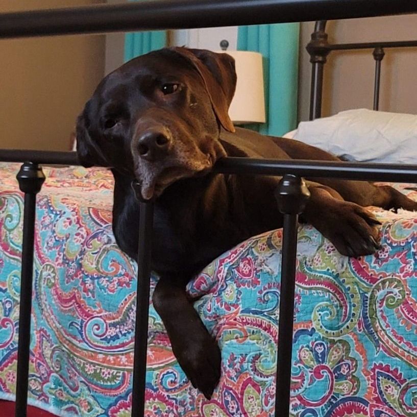 Negan, Adoptable, Adult Male Labrador Retriever.