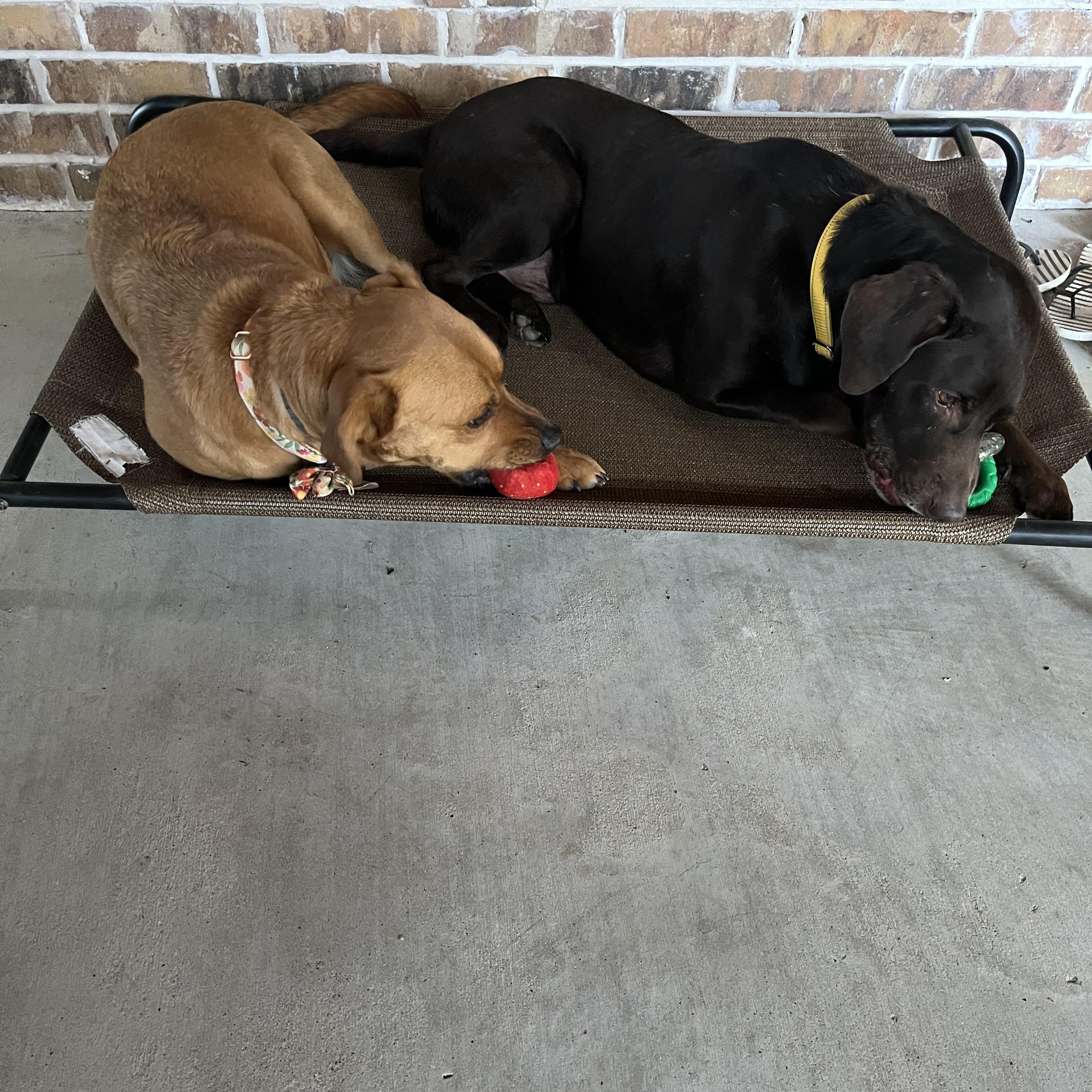 Negan, an adoptable Labrador Retriever in Tyler, TX, 75713 | Photo Image 6
