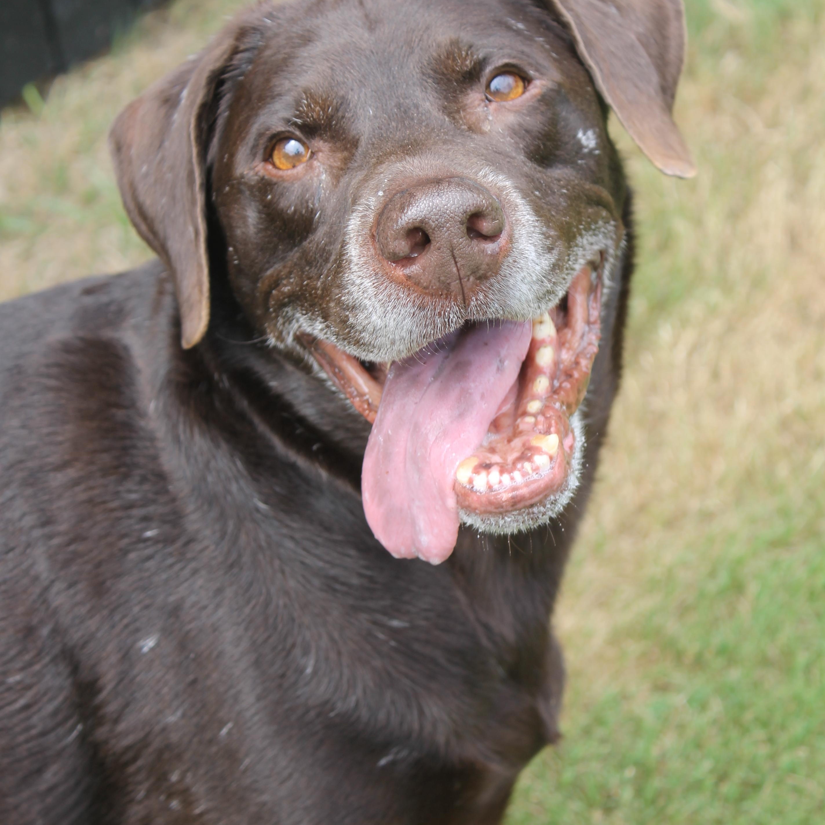 Enlarge Negan, a Adoptable mixed breed in Tyler, TX image 1/6
